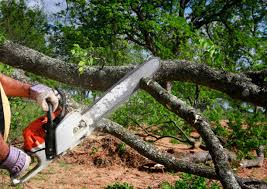 Trusted Pineville, KY Tree Care Experts