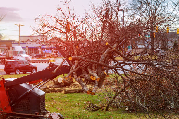 Best Arborist Consultation Services  in Pineville, KY