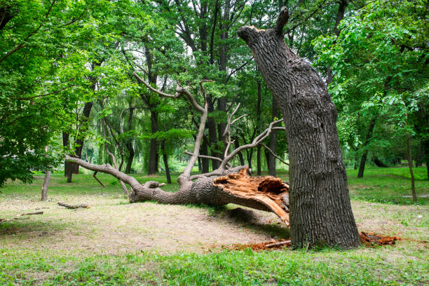 Tree and Shrub Care in Pineville, KY