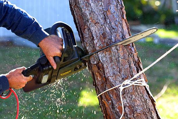 Best Stump Grinding and Removal  in Pineville, KY