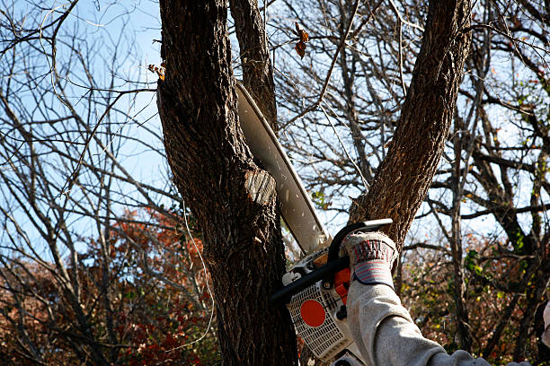 Best Tree Preservation Services  in Pineville, KY