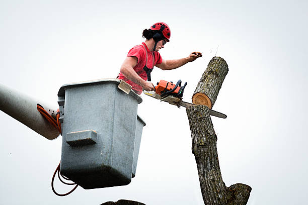 Best Tree Mulching  in Pineville, KY