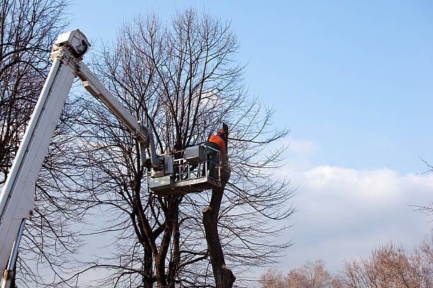 Best Root Management and Removal  in Pineville, KY