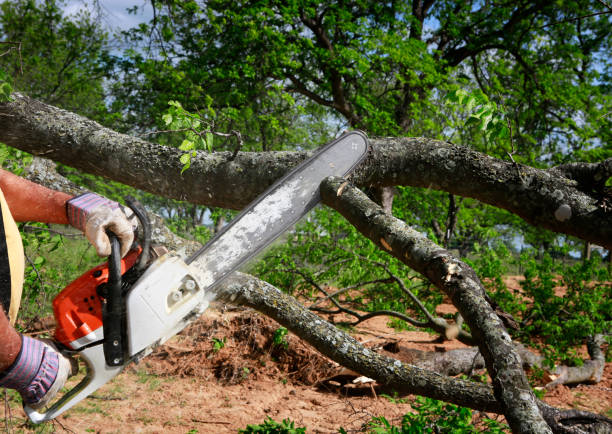 Best Tree Health Inspection  in Pineville, KY
